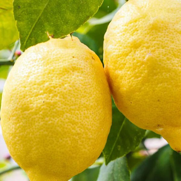 Limoni Primofiore IGP dell'Etna 10Kg