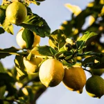Limoni Primofiore IGP dell'Etna 10Kg