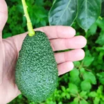 Avocado coltivati in sicilia