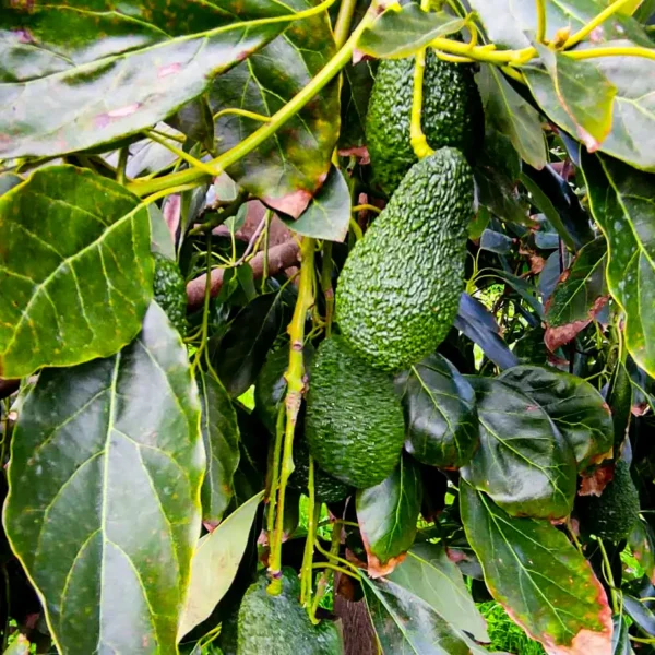 Avocado BIO Kg 10