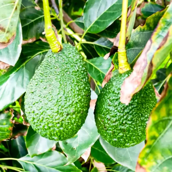 Avocado dell'etna